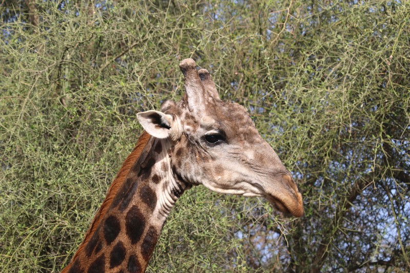 Girafle