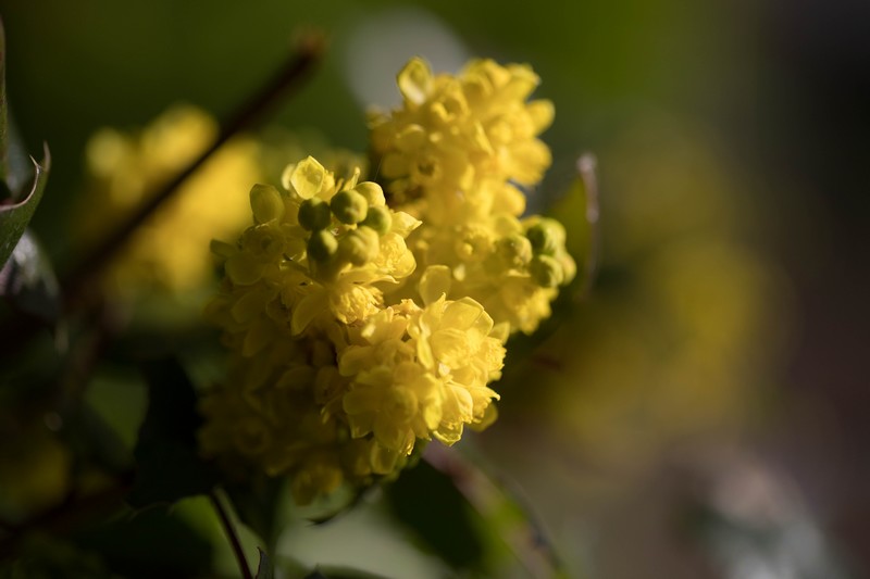 Mahonia faux houx (Berberis aquifolium)