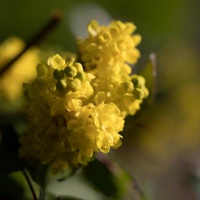 Mahonia faux houx (Berberis aquifolium)