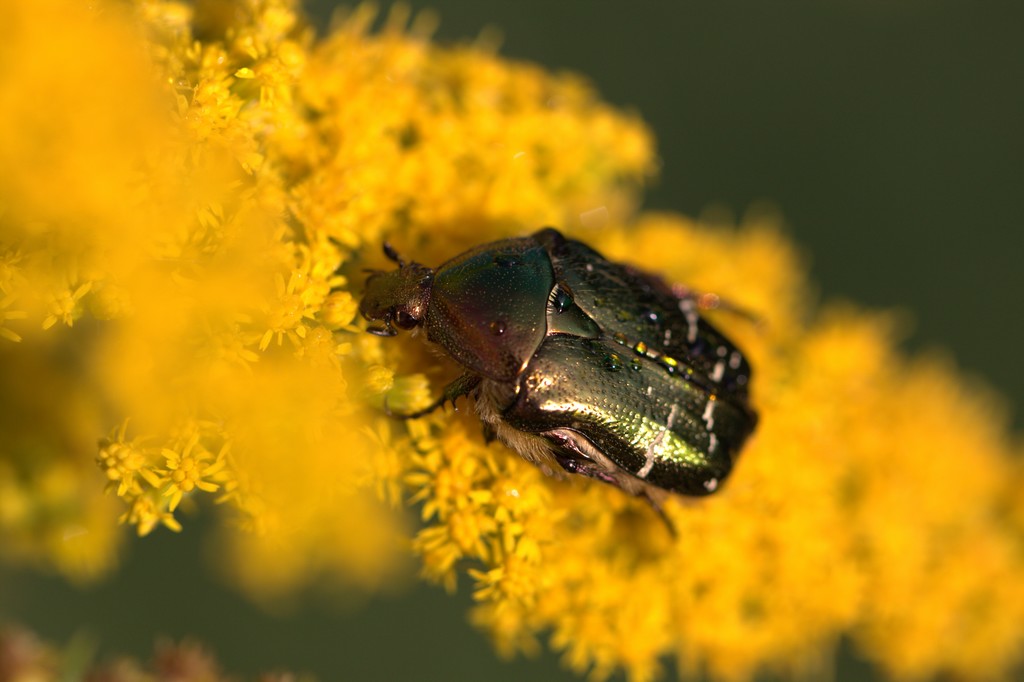 Cétoine doré ( Cetonia aurata)