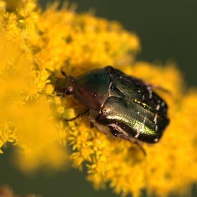 Cétoine doré ( Cetonia aurata)