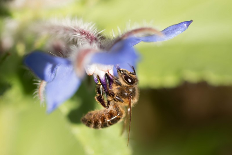 Abeille Européenne (Apis mellifera)