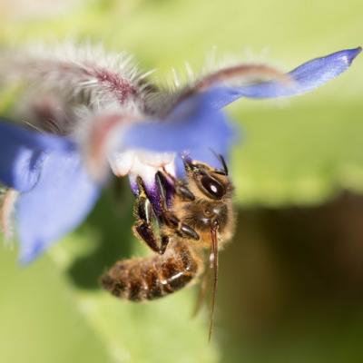 Abeille Européenne (Apis mellifera)