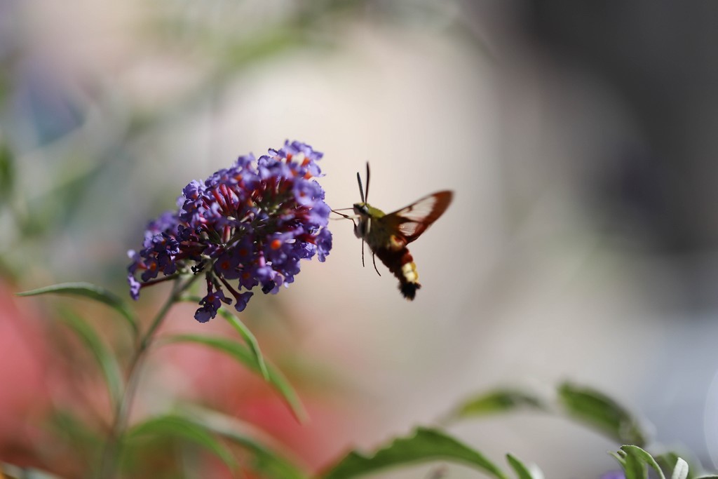  Sphinx gazé ou sphinx du chèvrefeuille (hemaris fuciformis) 