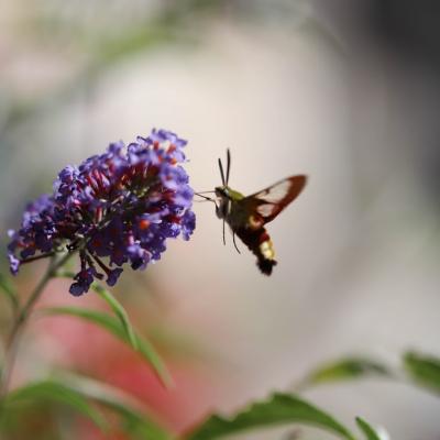  Sphinx gazé ou sphinx du chèvrefeuille (hemaris fuciformis) 