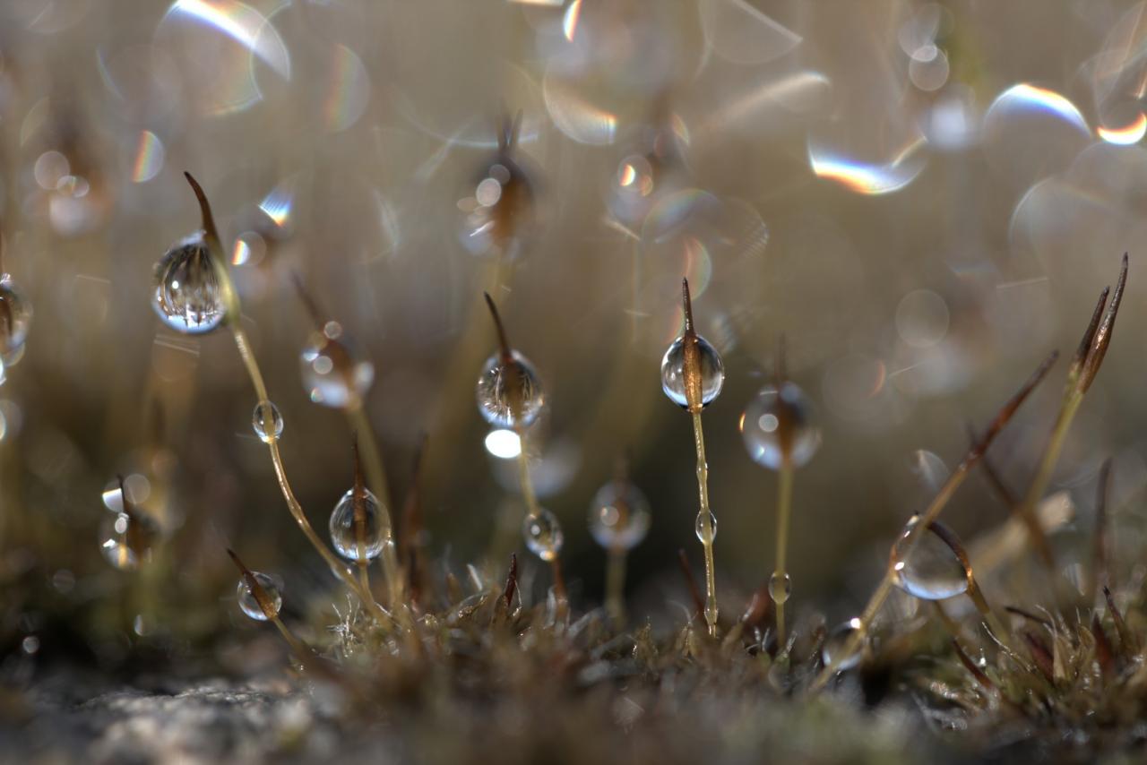  Nature en fête