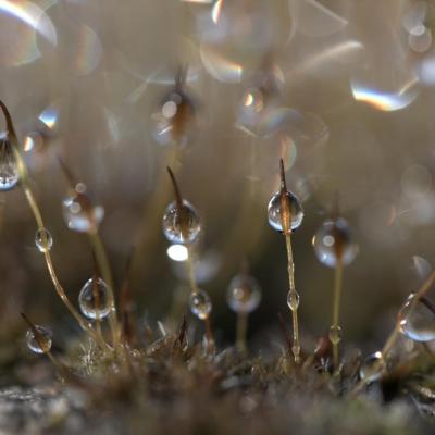  Nature en fête