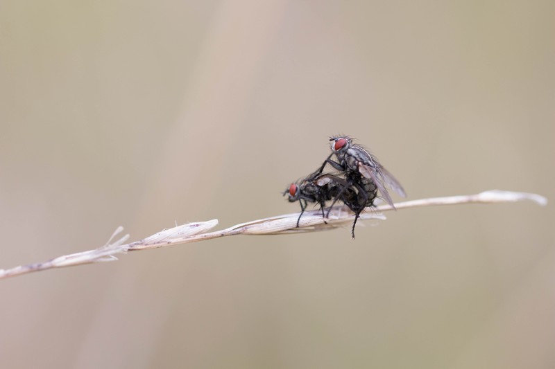 Mouches grise    (sarcophaga camaria)