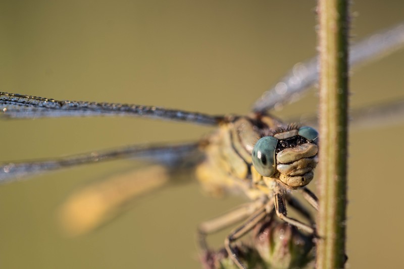 Libellule (Anisoptera)