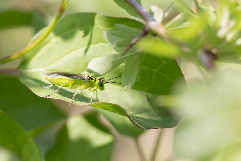 Tentrède verte (Rhogogaster visidi)