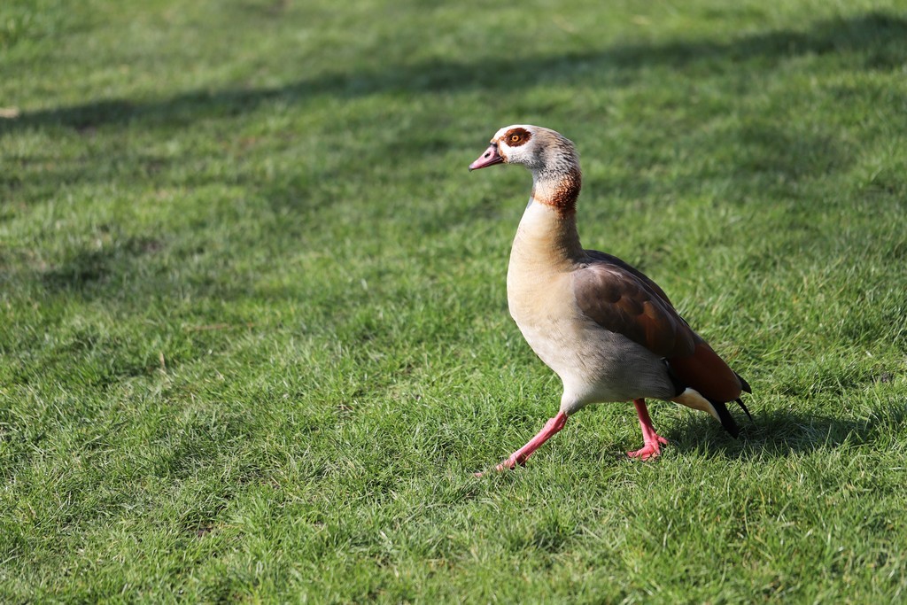 Ouette d'Egypte (Alopochen aegyptiacus)