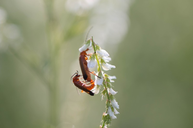 Téléphore fauve ( Rhagonycha fulva)