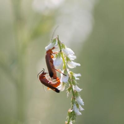 Téléphore fauve ( Rhagonycha fulva)