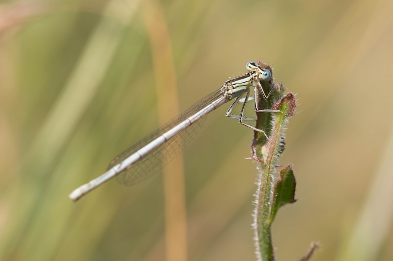 Demoiselle (Zygoptera)