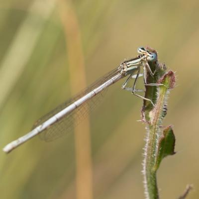 Demoiselle (Zygoptera)