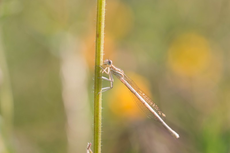 Demoiselle (Zygoptera)