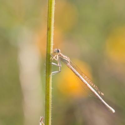 Demoiselle (Zygoptera)