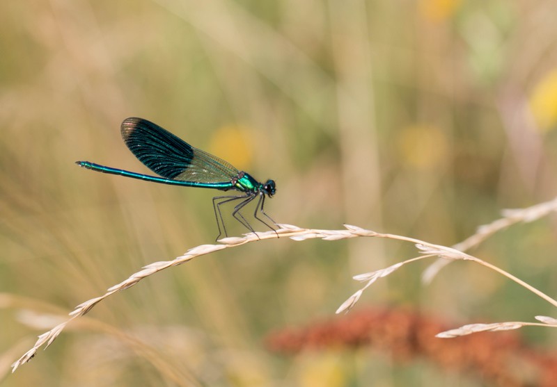 Demoiselle (Zygoptera)