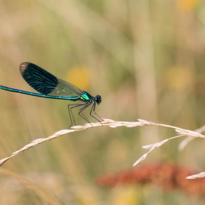 Demoiselle (Zygoptera)