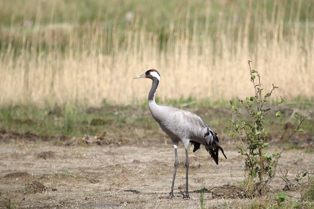 Grue cendrée (Grus grus)