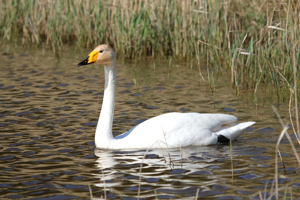 Cygne de Bewick (Cygnus columbianus)