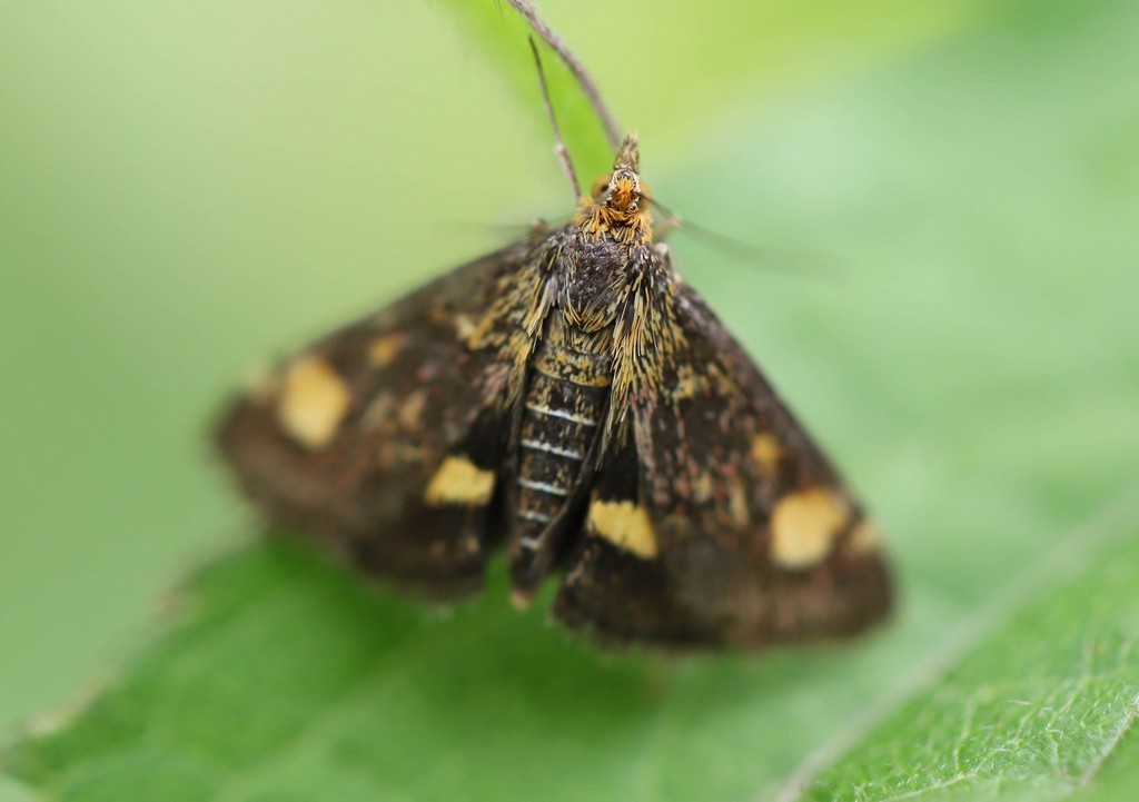   Pyrale de la menthe (pyrausta aurata) 