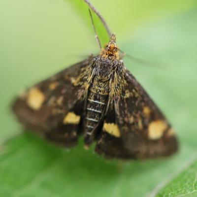   Pyrale de la menthe (pyrausta aurata) 