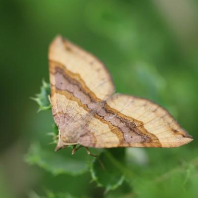   Phalène de l'anserine (scotopteryx chenopodiata) 