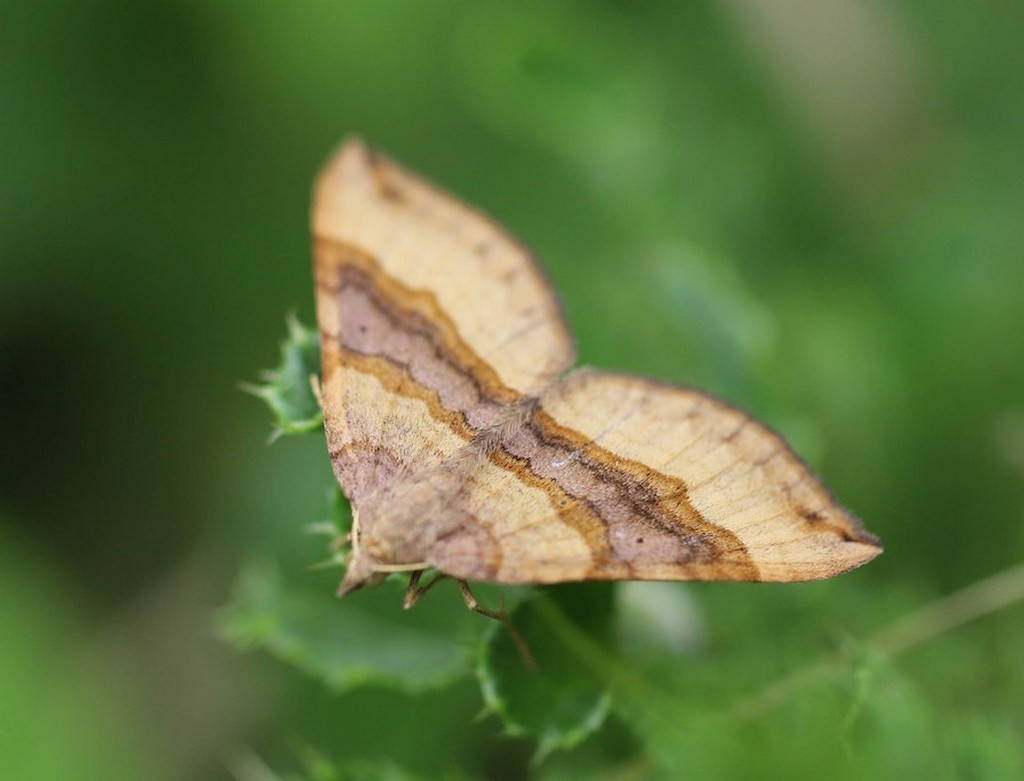 La phalène de l'ansérine   (scotopteryx chenopodiata)  