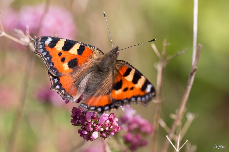 Petite tortue ( Aglais urticae)