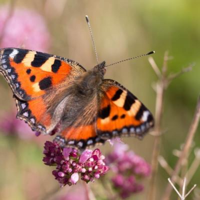 Petite tortue ( Aglais urticae)