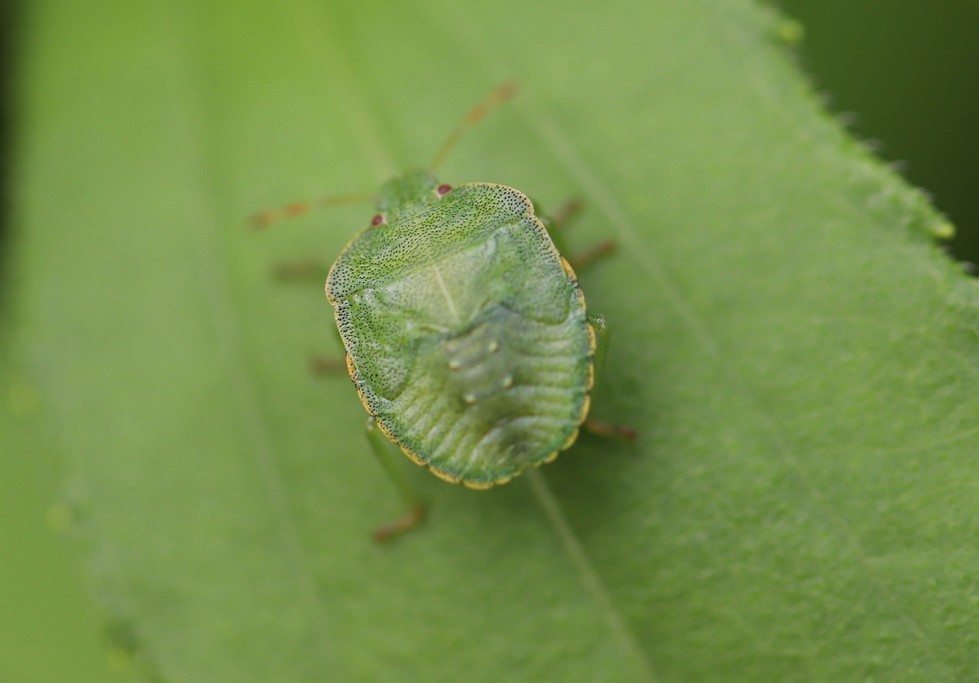 La punaise verte ( palomena prasina)