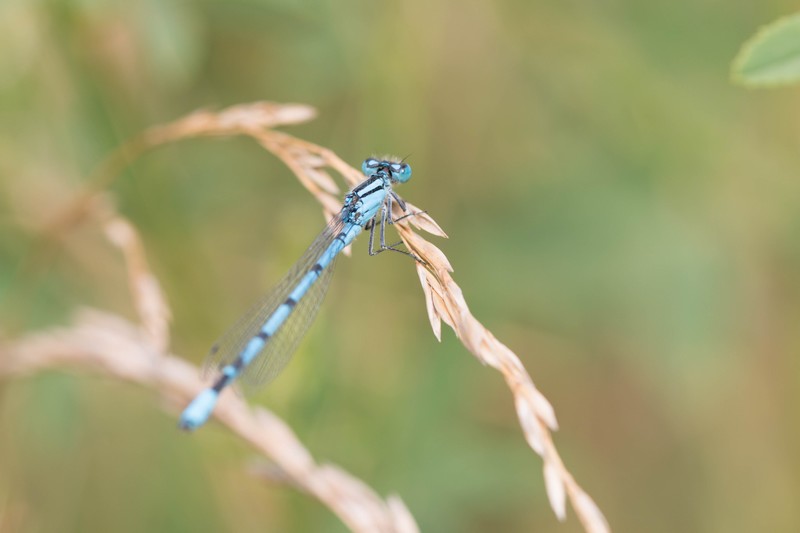 Demoiselle (Zygoptera)