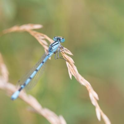 Demoiselle (Zygoptera)