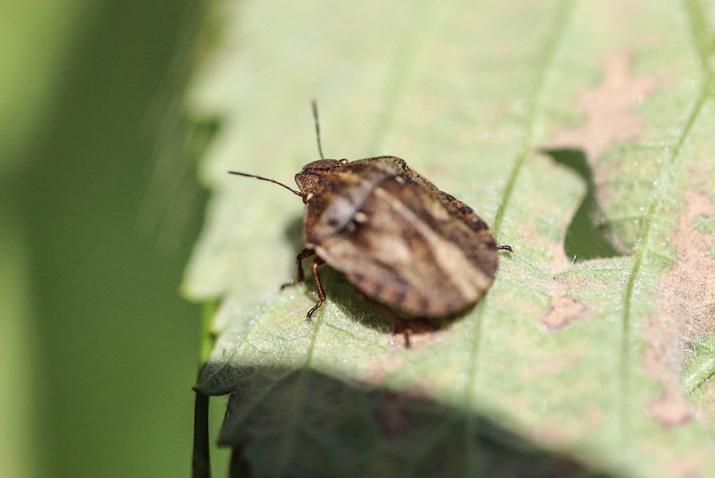 Punaise tortue brune (eurygaster testudinaria)