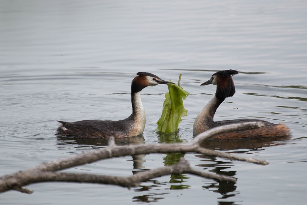  Grèbe huppé (Podiceps cristatus)