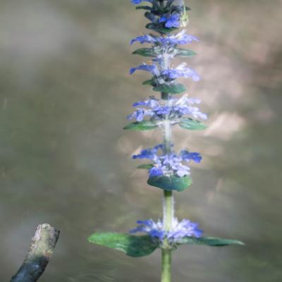 Bugle rampante (Ajuga reptans)