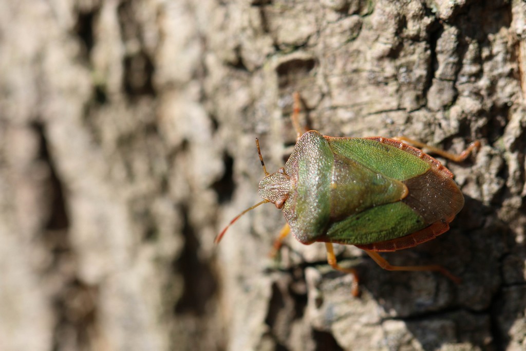 La punaise verte ( palomena prasina)