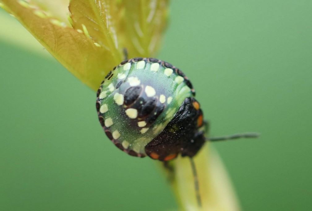 Punaise verte ponctuée (nezara viridula) stade larvaire