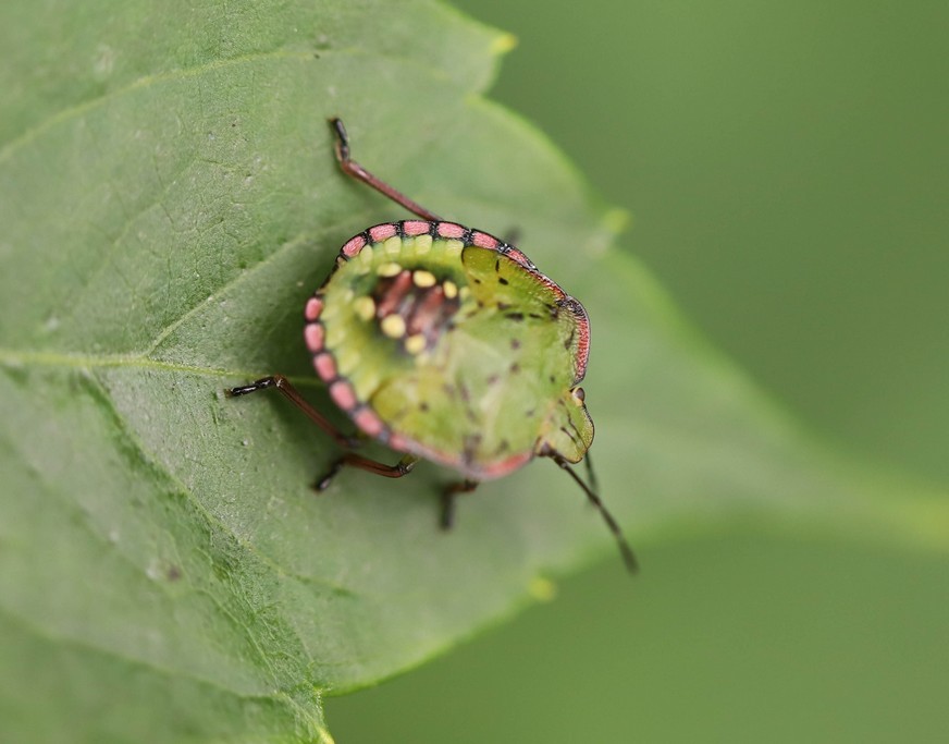 Punaise verte ponctuée ( nezare viridula)