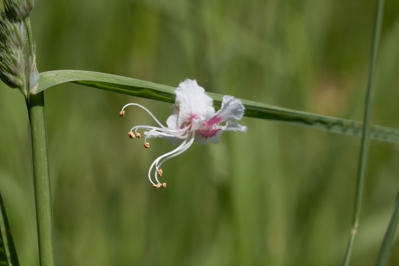 Fleur de marronnier blanc ( Aesculus hippocastanum)