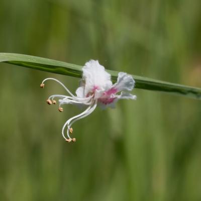 Fleur de marronnier blanc ( Aesculus hippocastanum)