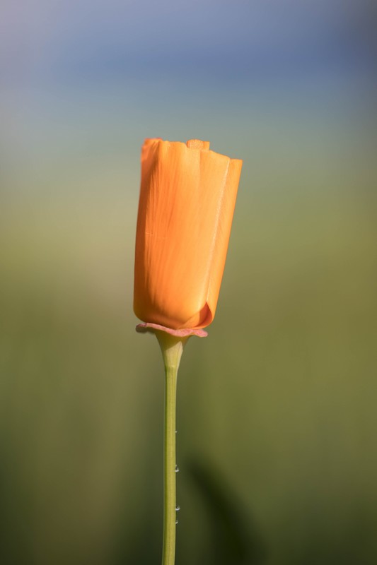 Eschscholtzia (Eschscholzia californica)