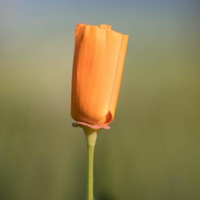 Eschscholtzia (Eschscholzia californica)