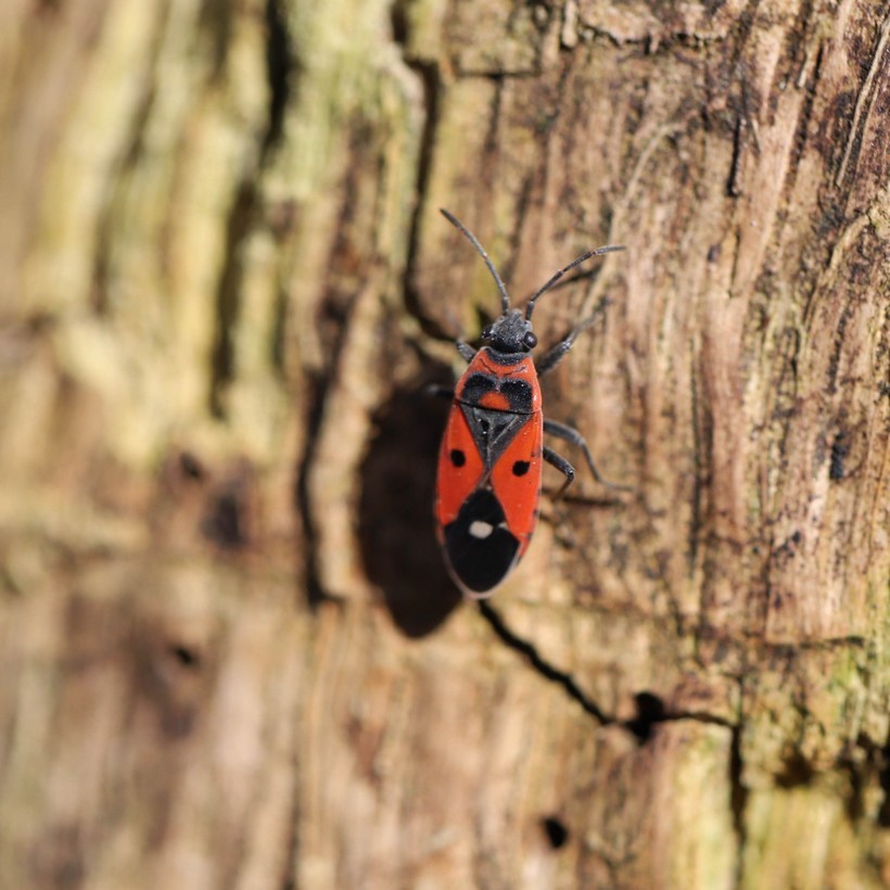 Melanocoryphus albomaculatus