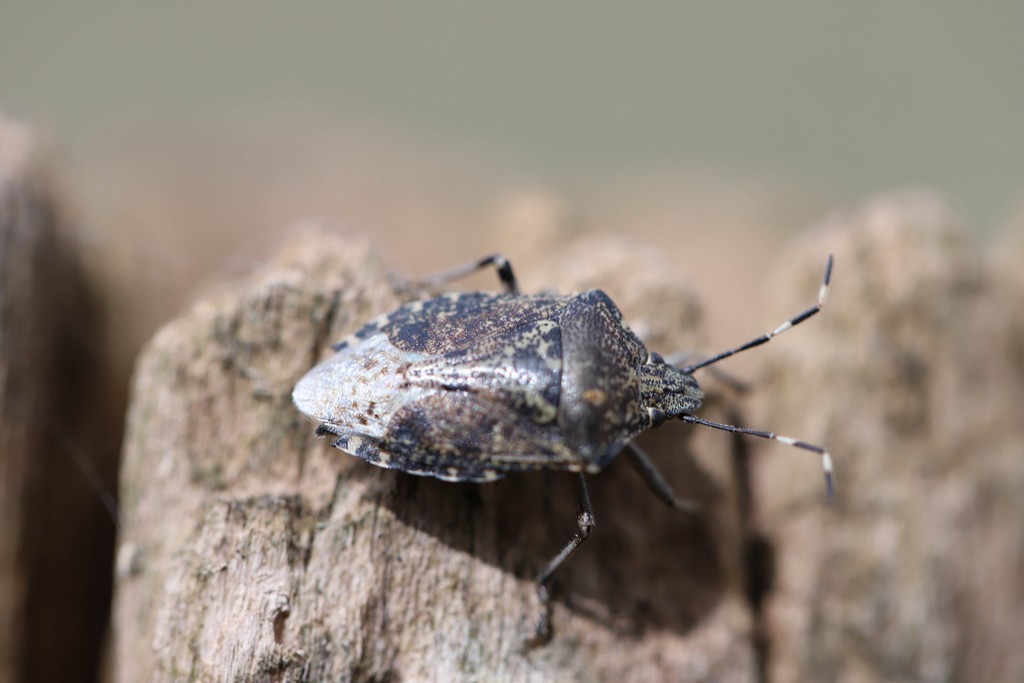 La punaise nébuleuse ( rhaphigaster nebulosa)