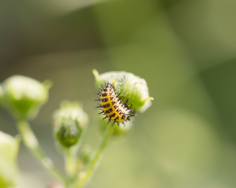 Larve coccinelle