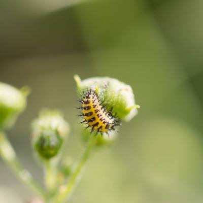 Larve coccinelle