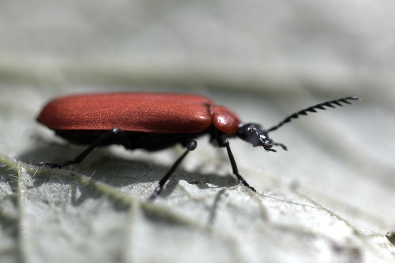 Pyrochre écarlate ( Pyrochroa coccinea)