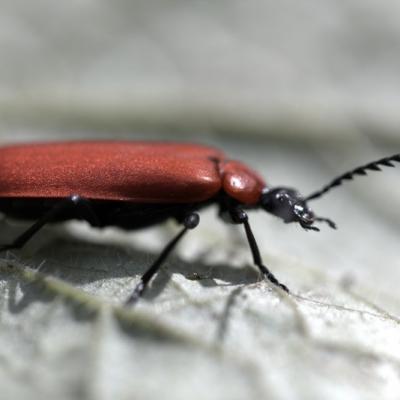 Pyrochre écarlate ( Pyrochroa coccinea)